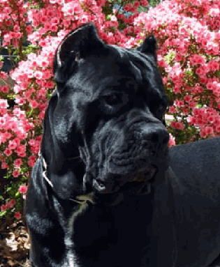 drazic4canecorso332.jpg