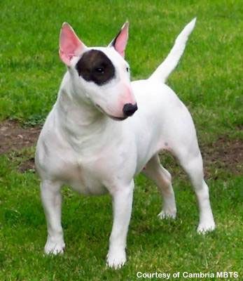 mini_bull_terrier.jpg