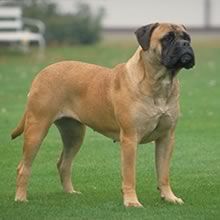 bullmastiff_dogs.jpg